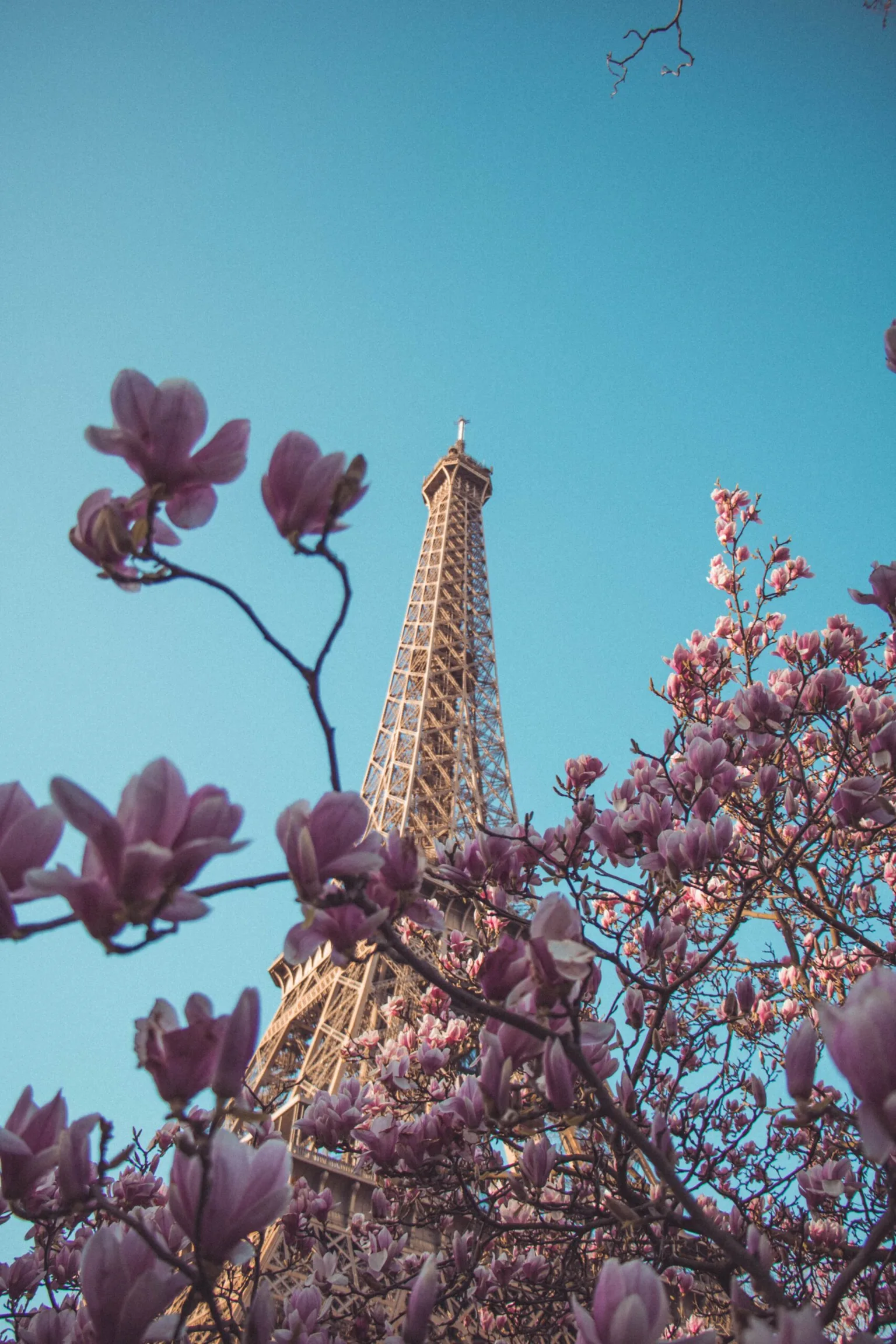 Iron lattice tower rising behind blooming pink magnolia branches under a clear blue sky.