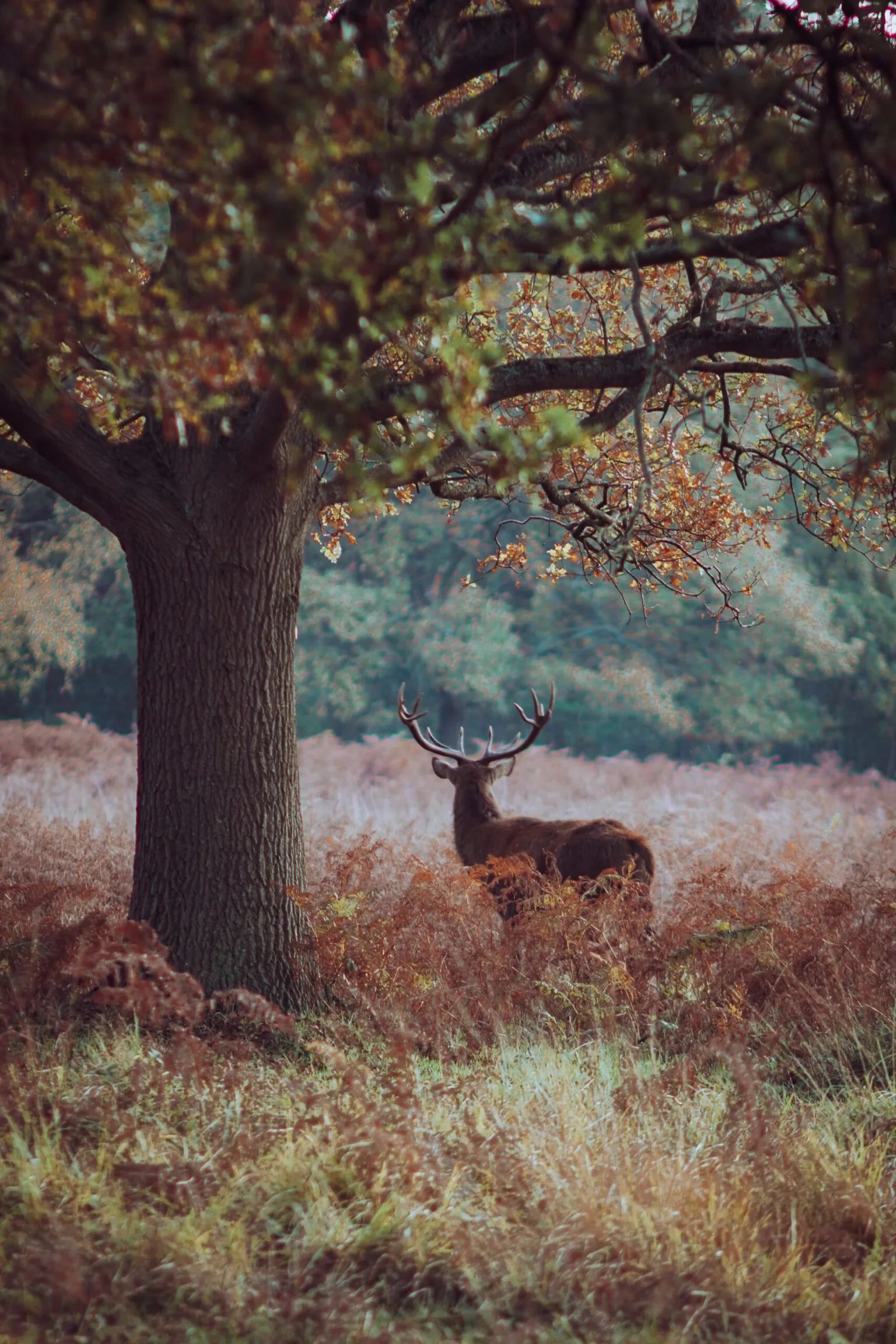 Stag with large antlers standing in autumn bracken beneath a broad oak tree in a misty woodland clearing.