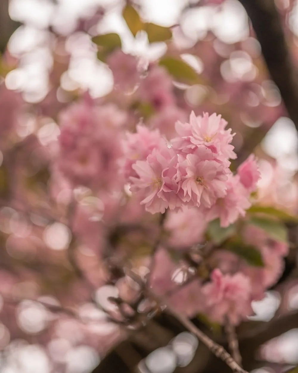 Clusters of soft pink cherry blossoms in full bloom against a blurred bokeh background.