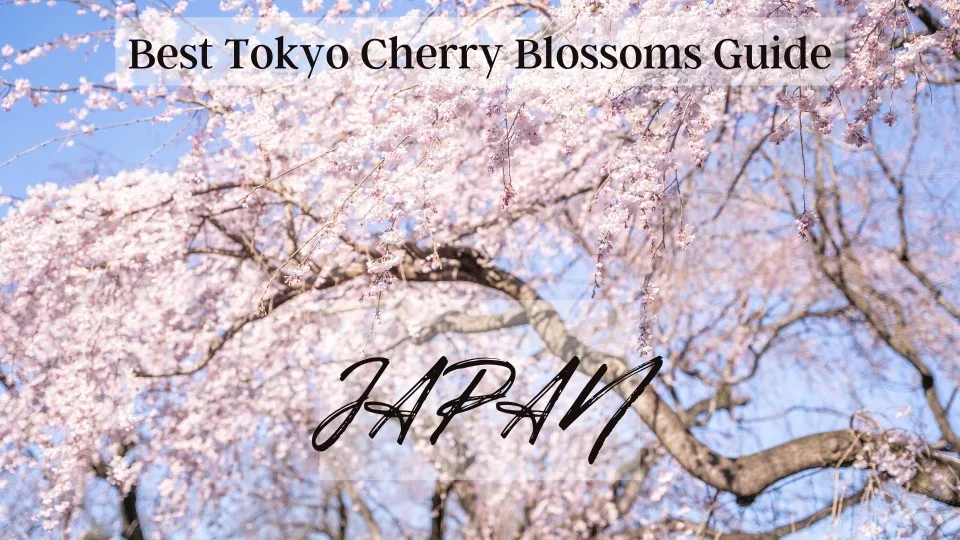 Weeping cherry tree branches heavy with pale pink blossoms against a clear blue sky, overlaid with travel-guide text.