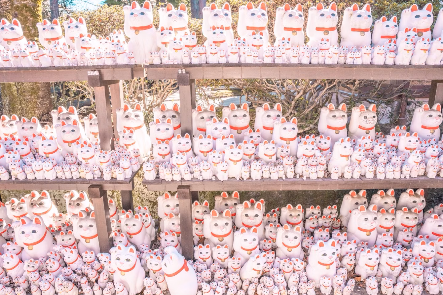 Rows of white maneki-neko cat statues with red collars fill outdoor shelves in a sunny garden