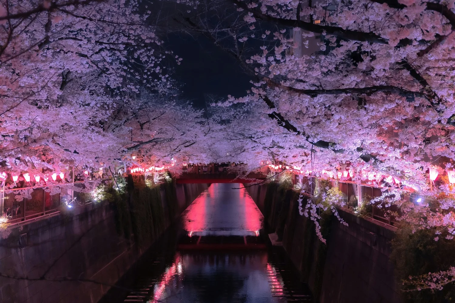 A night scene of cherry blossoms illuminated in pink lantern light arching over a tranquil river with illuminated reflections.