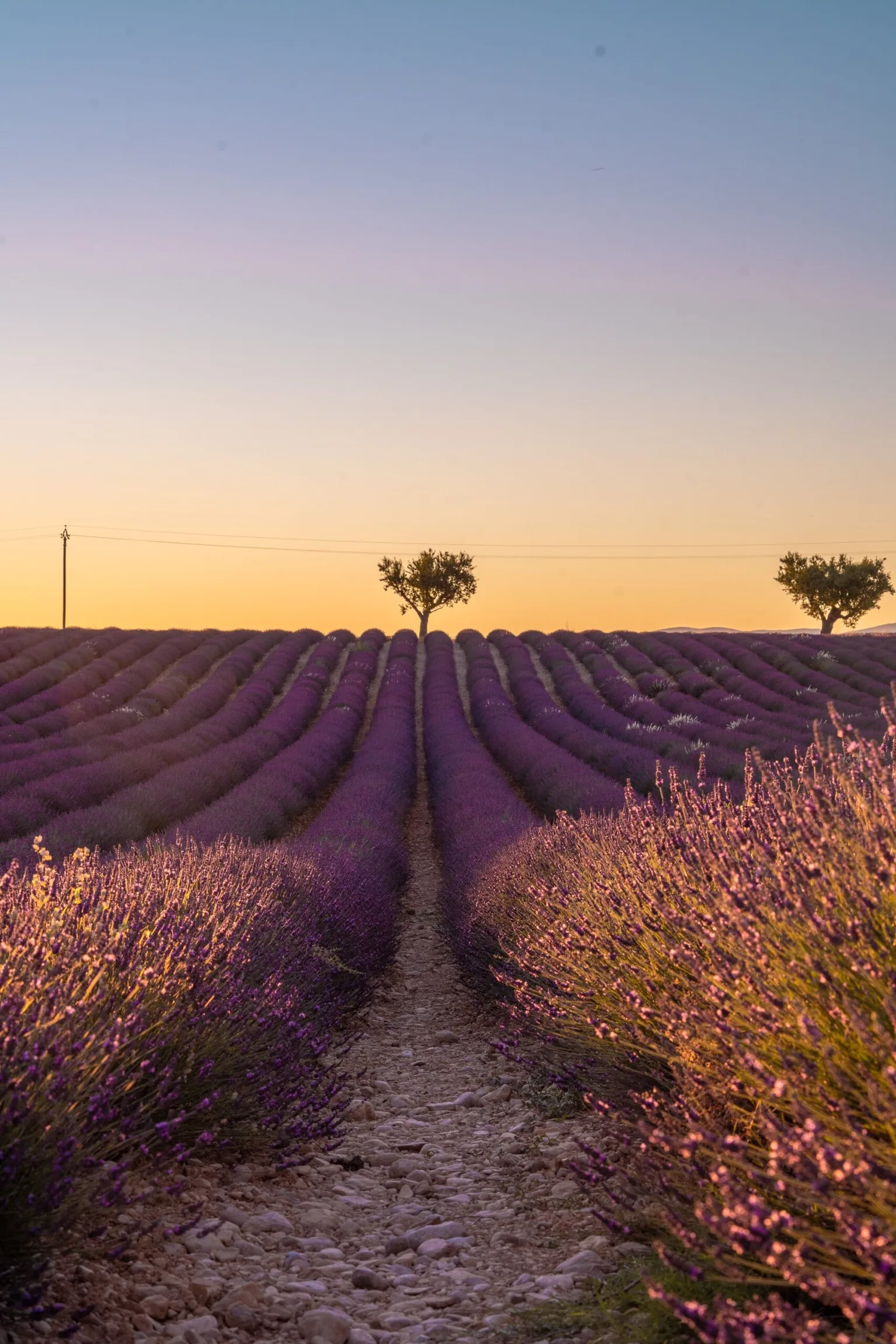 Rows of blooming lavender stretching toward the horizon with a lone tree silhouetted against a golden sunset sky.