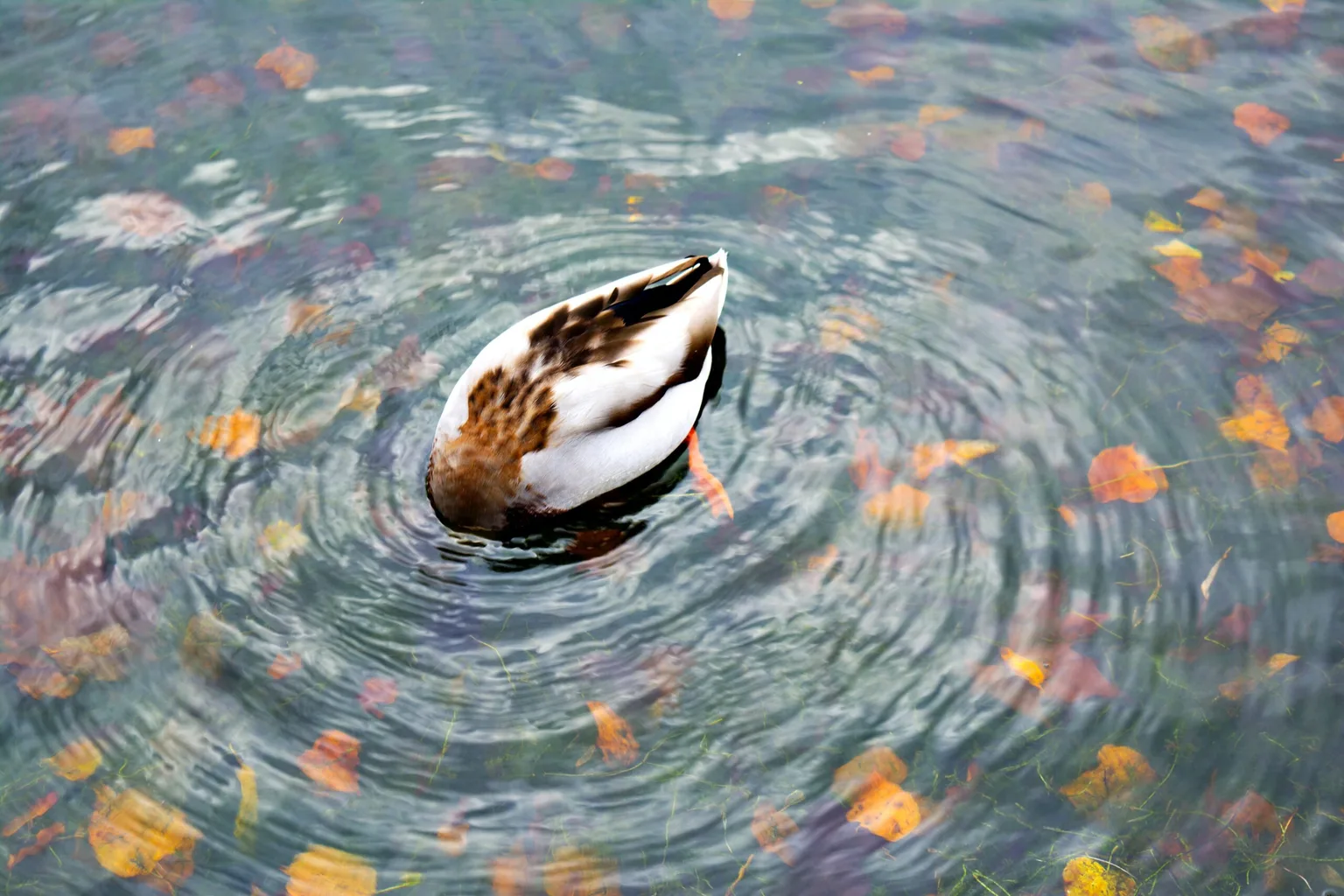 Mallard dabbling with head underwater, orange feet and ripples surrounded by floating autumn leaves.