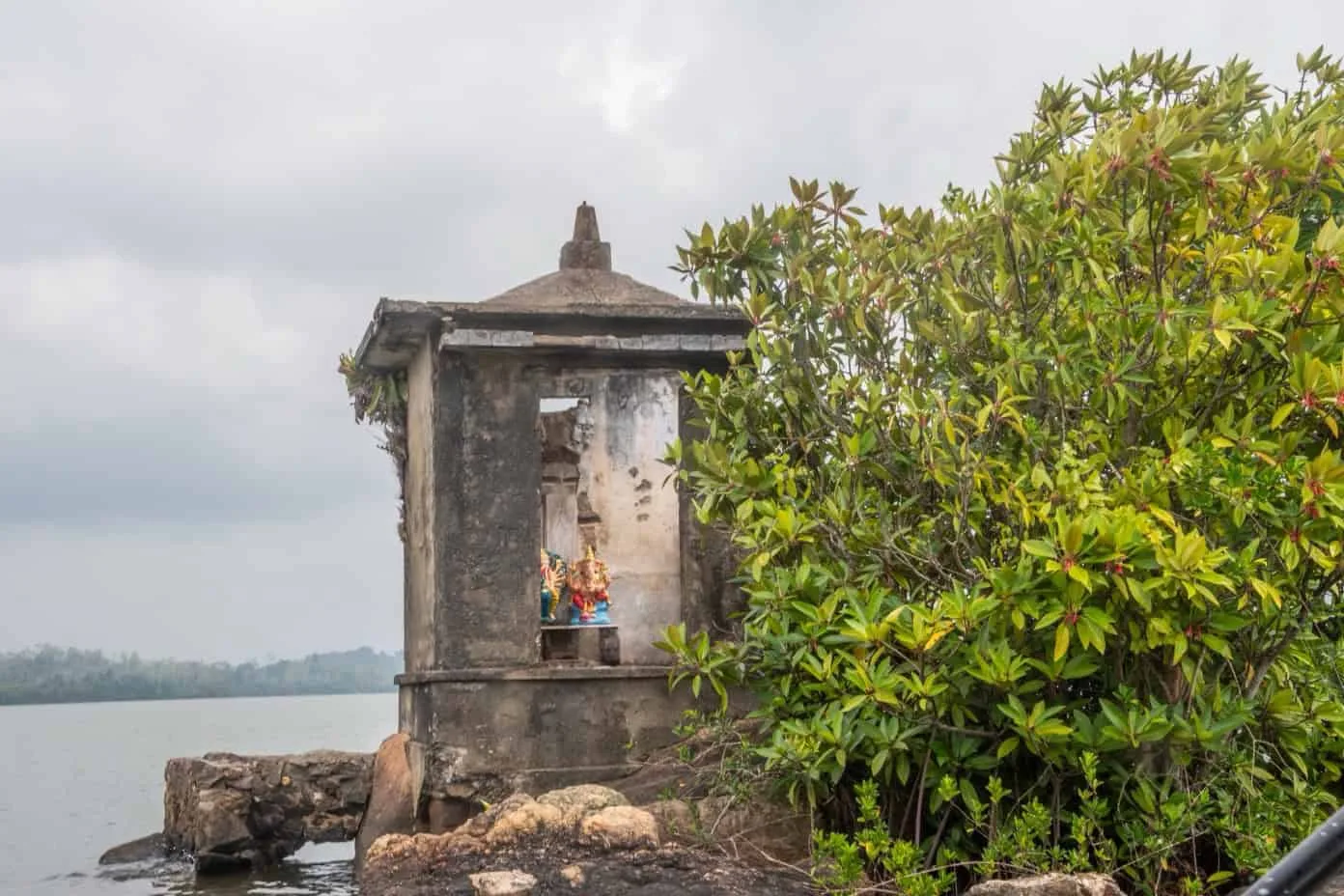 Abandoned structure surrounded by mangroves.