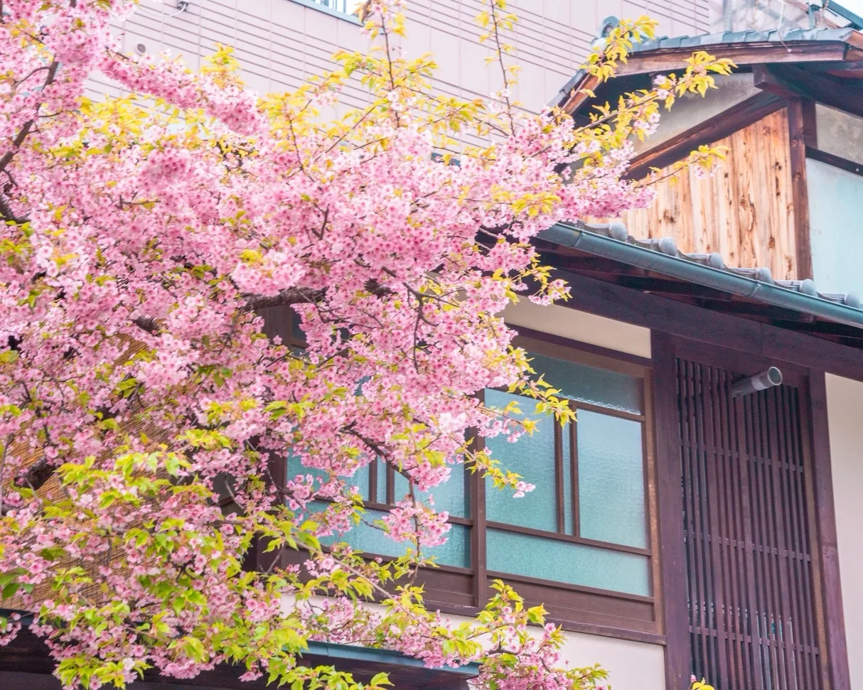 Pink cherry blossoms in full bloom drape over the wooden façade of a traditional Japanese house.