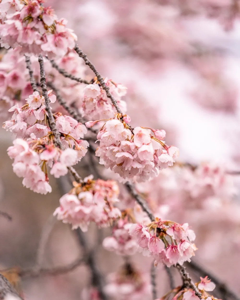 Delicate clusters of pale pink cherry blossoms hanging from slender branches against a soft, blurred background.