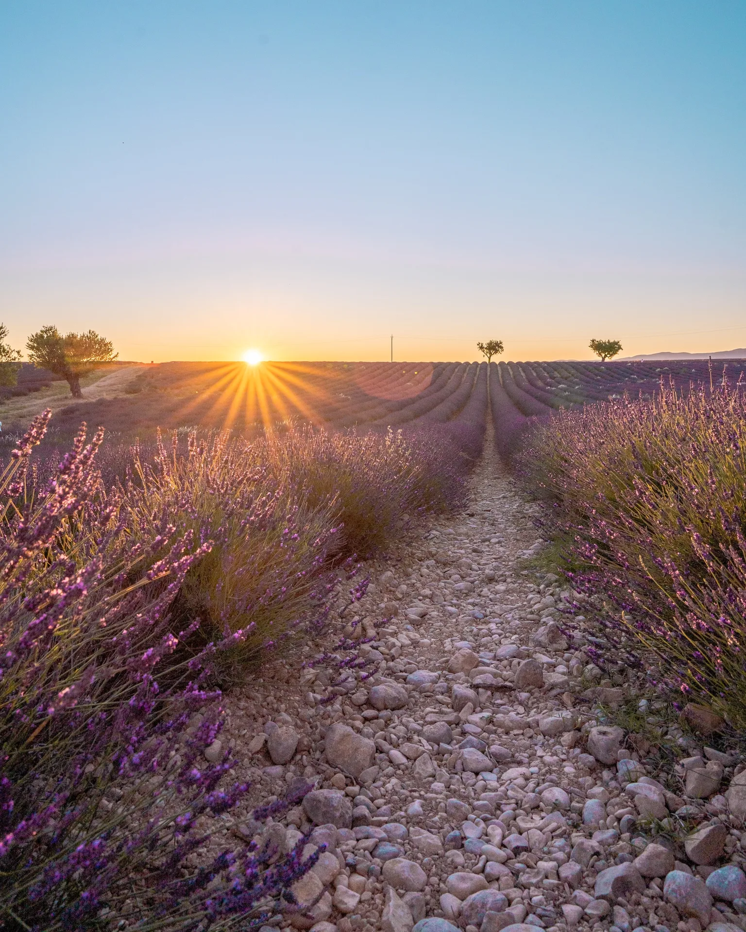 Sunrise over neat rows of purple lavender with a rocky footpath leading toward the glowing horizon.