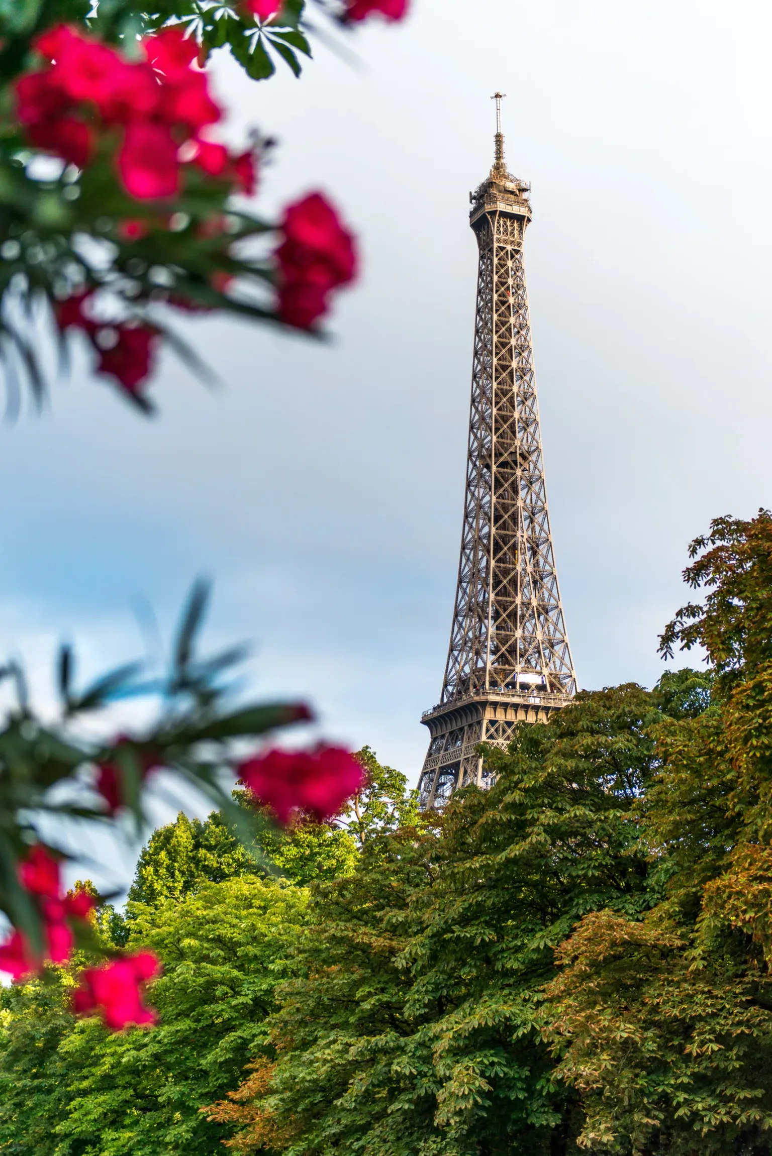 Eiffel Tower rising above leafy green trees with blurred pink flowers in the foreground on a cloudy day.