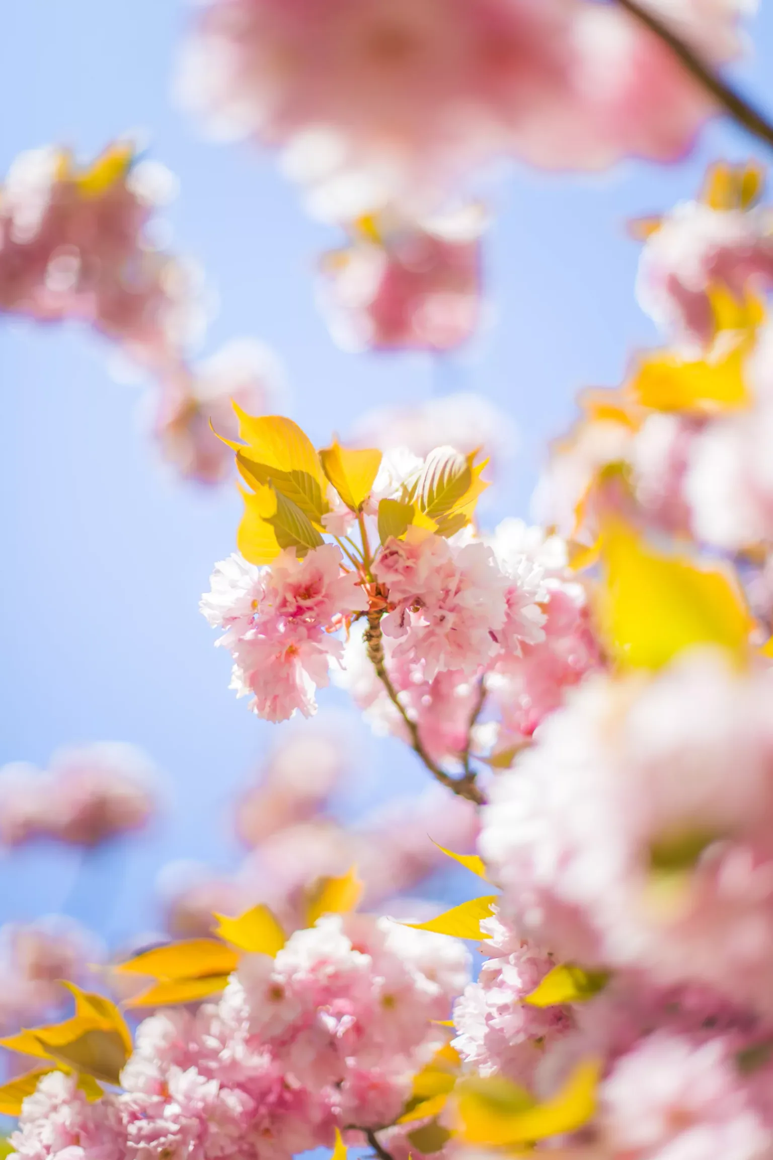 Pink cherry blossoms and golden-green leaves against a clear blue spring sky.