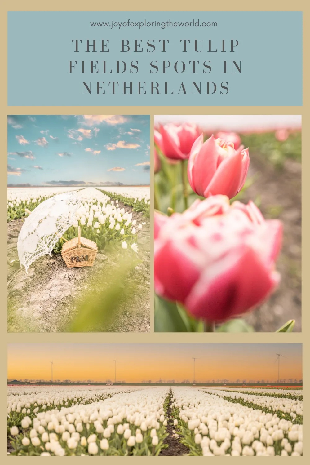 Collage showing expansive Dutch tulip fields with rows of white blooms, close-up pink tulips, and a picnic basket with lace parasol under a pastel sky.