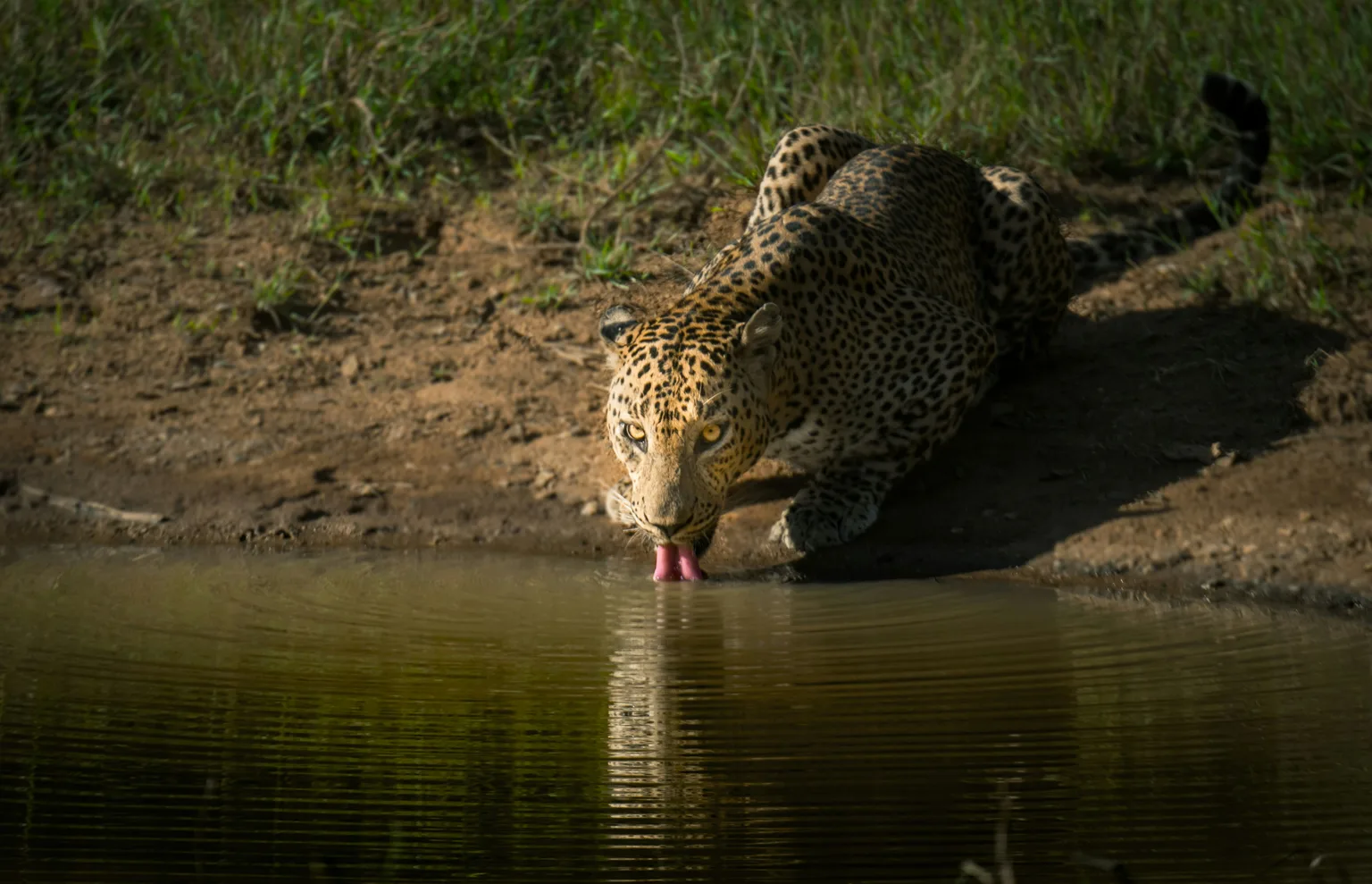 Leopard crouched at a muddy waterhole, eyes fixed forward as it laps water with its pink tongue.