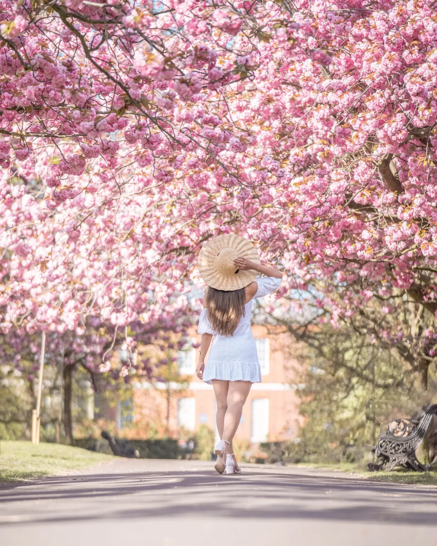 Greenwich Park skyline view over London ; Woman in a white sundress and straw hat walking under a canopy of pink cherry blossoms along a park path.