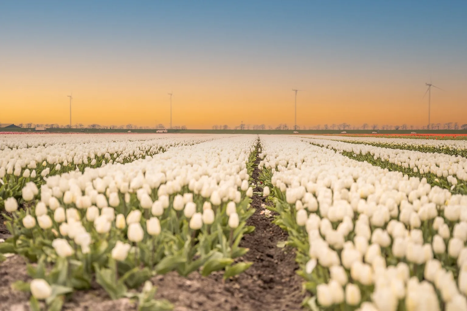 Endless rows of white tulips stretching toward the horizon under a soft orange sunset with wind turbines in the distance.