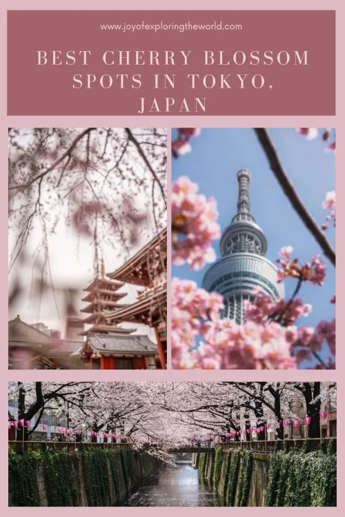 Collage showing Tokyo cherry blossom scenes: a temple pagoda, Tokyo Skytree framed by pink blooms, and a riverside lined with flowering cherry trees.