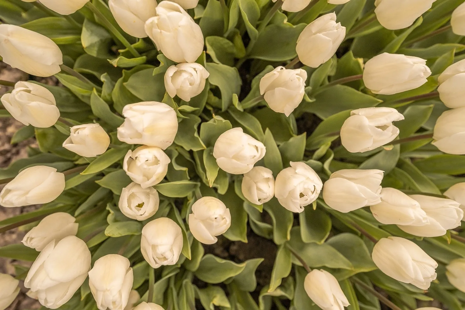 Cluster of creamy white tulips seen from above with green leaves filling the frame.