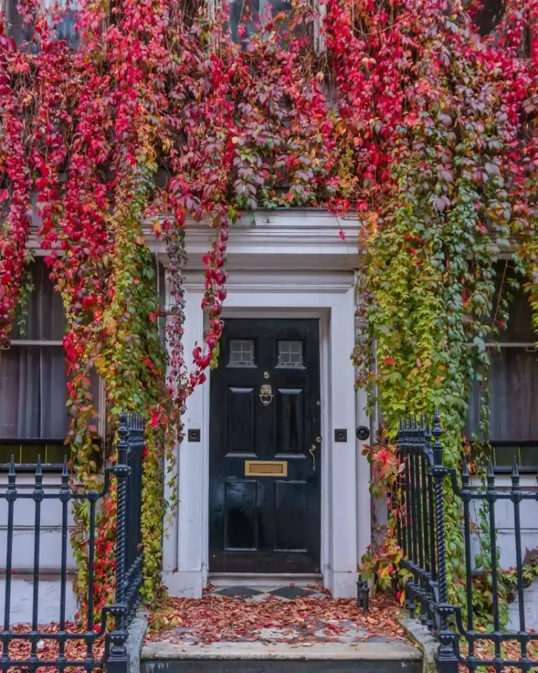 Black front door framed by white trim and draped in cascading red and green autumn ivy with fallen leaves on the stoop.