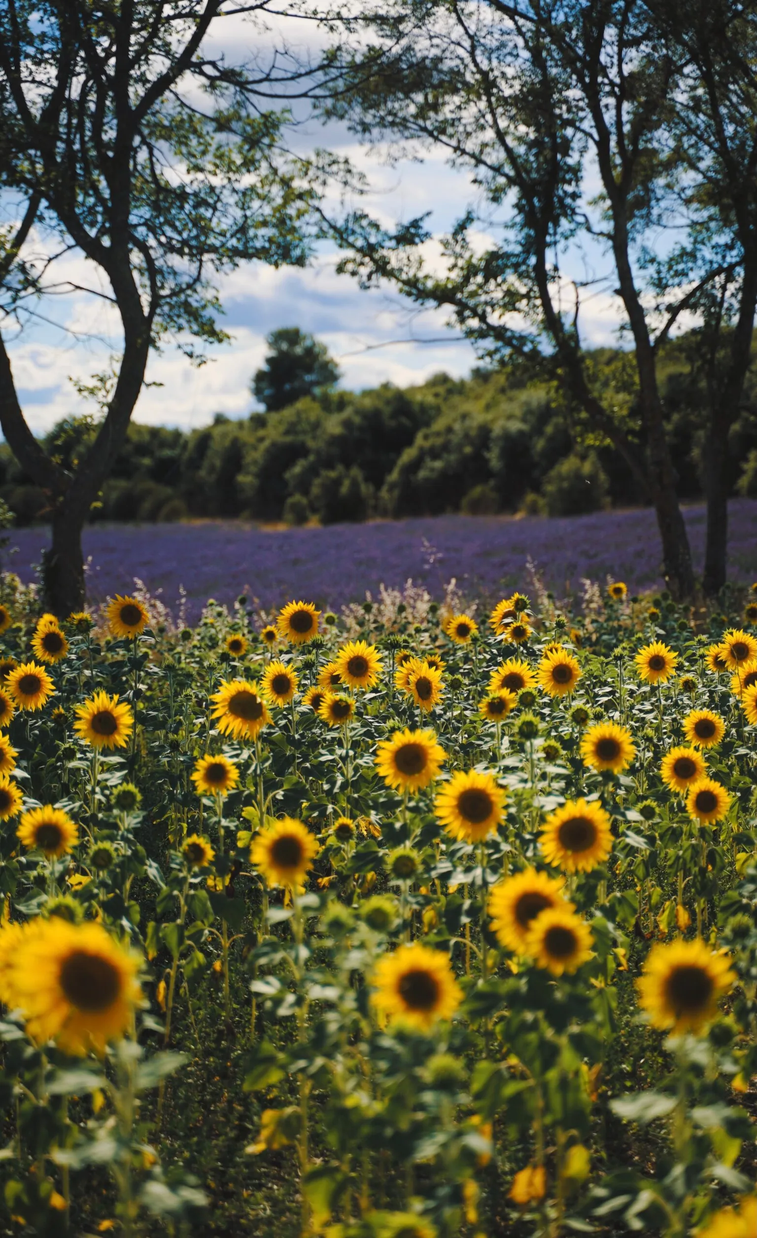 Golden sunflowers stretching across a sunlit field with a purple flower strip and trees in the background.