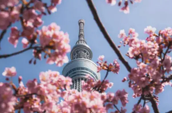 Tall observation tower framed by pink cherry blossoms against a clear blue sky.