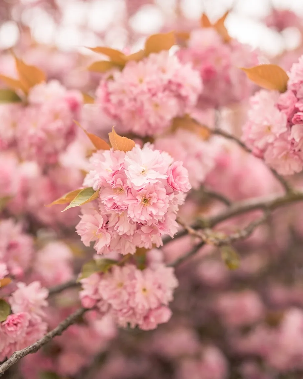 Clusters of soft pink cherry blossoms densely cover branches against a blurred pastel background.