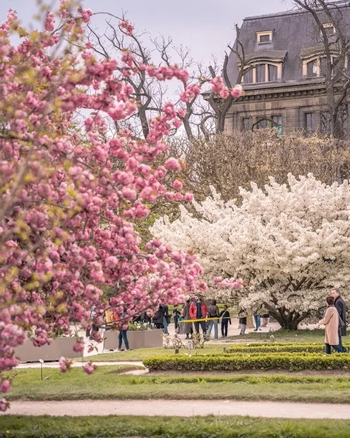 Spring blossom trees in pink and white framing visitors strolling near a historic stone mansion in a city garden.