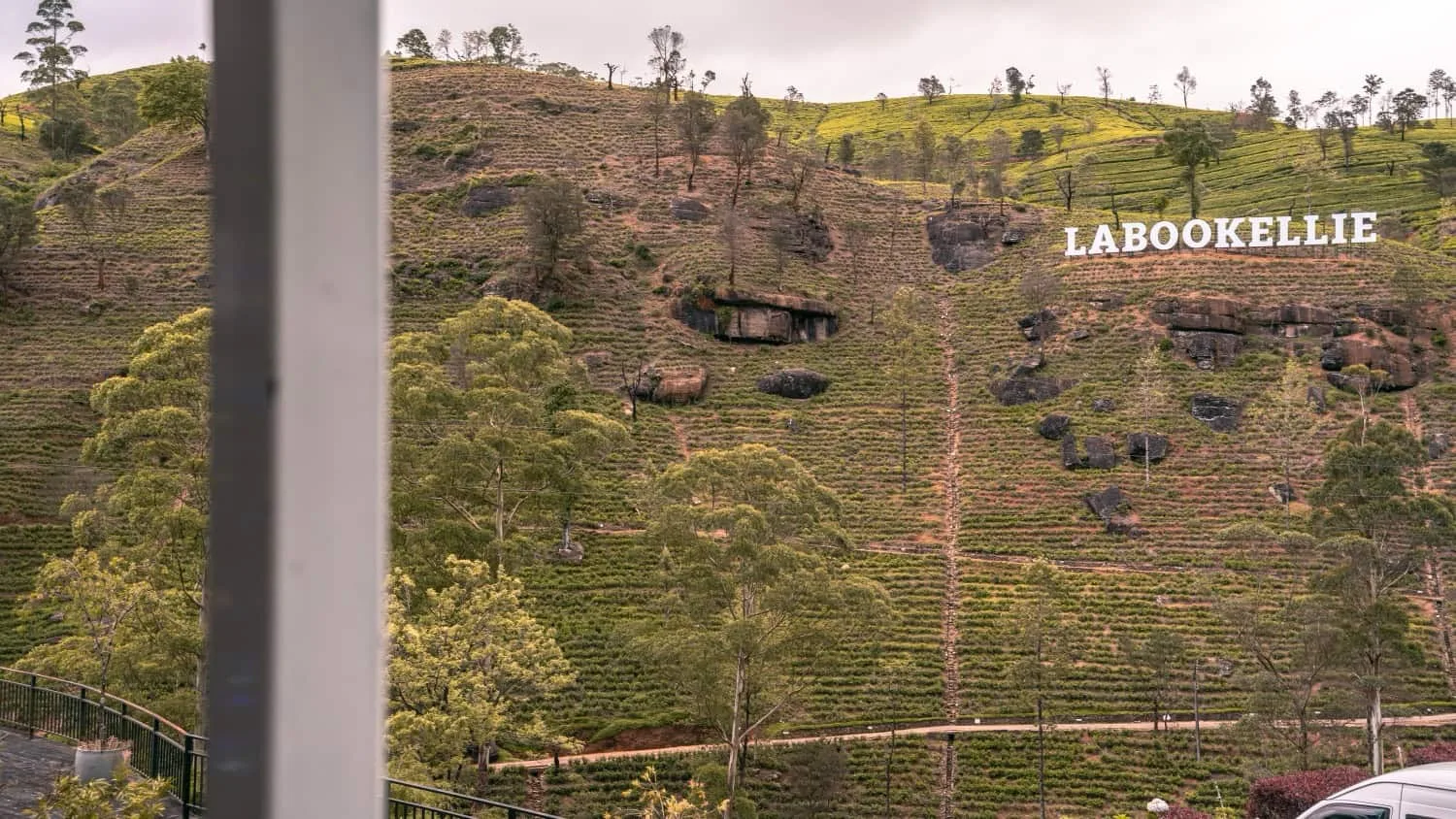 Lush tea plantation with hillside lettering.