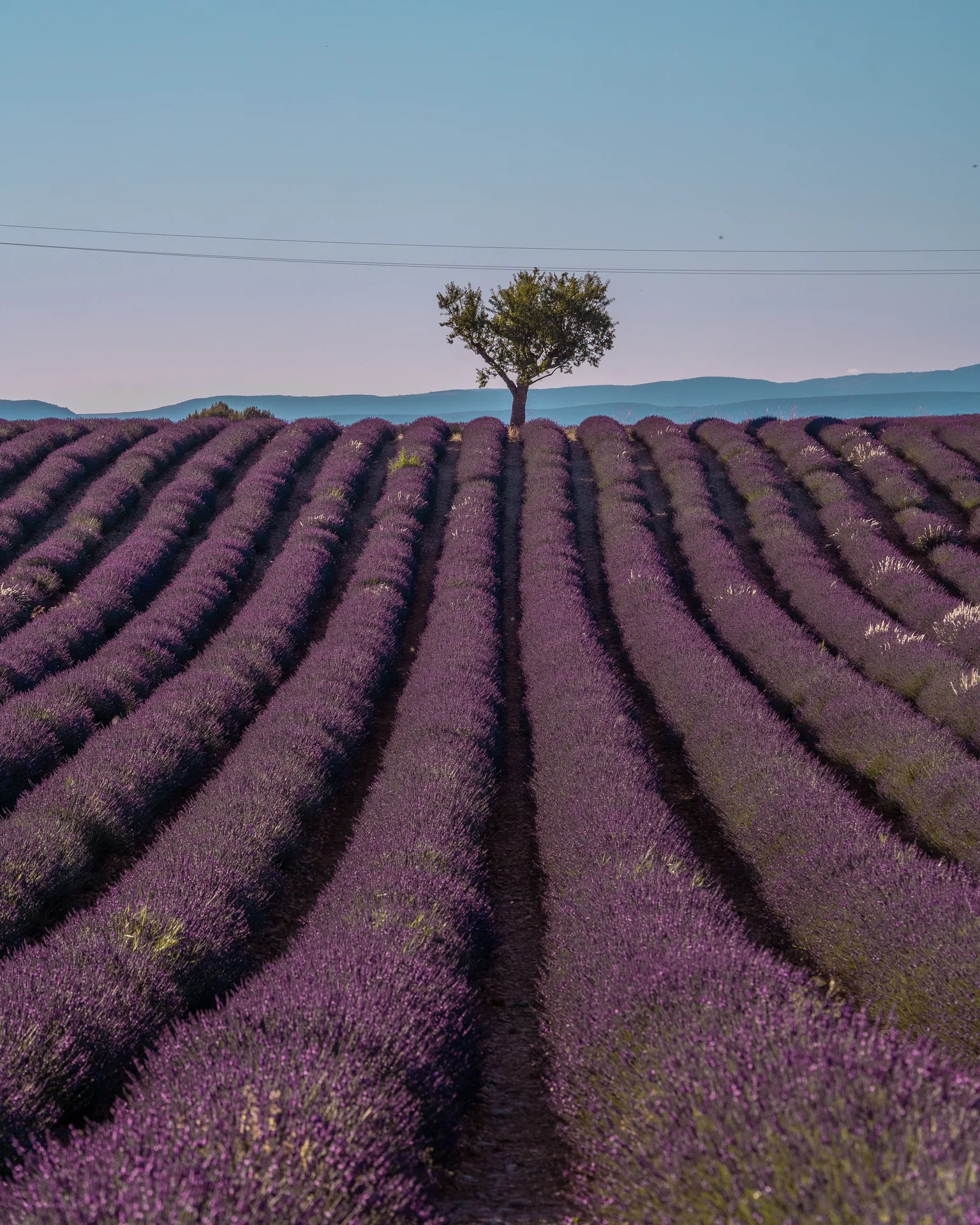 Endless rows of purple lavender leading to a lone tree on the horizon under a clear blue sky.