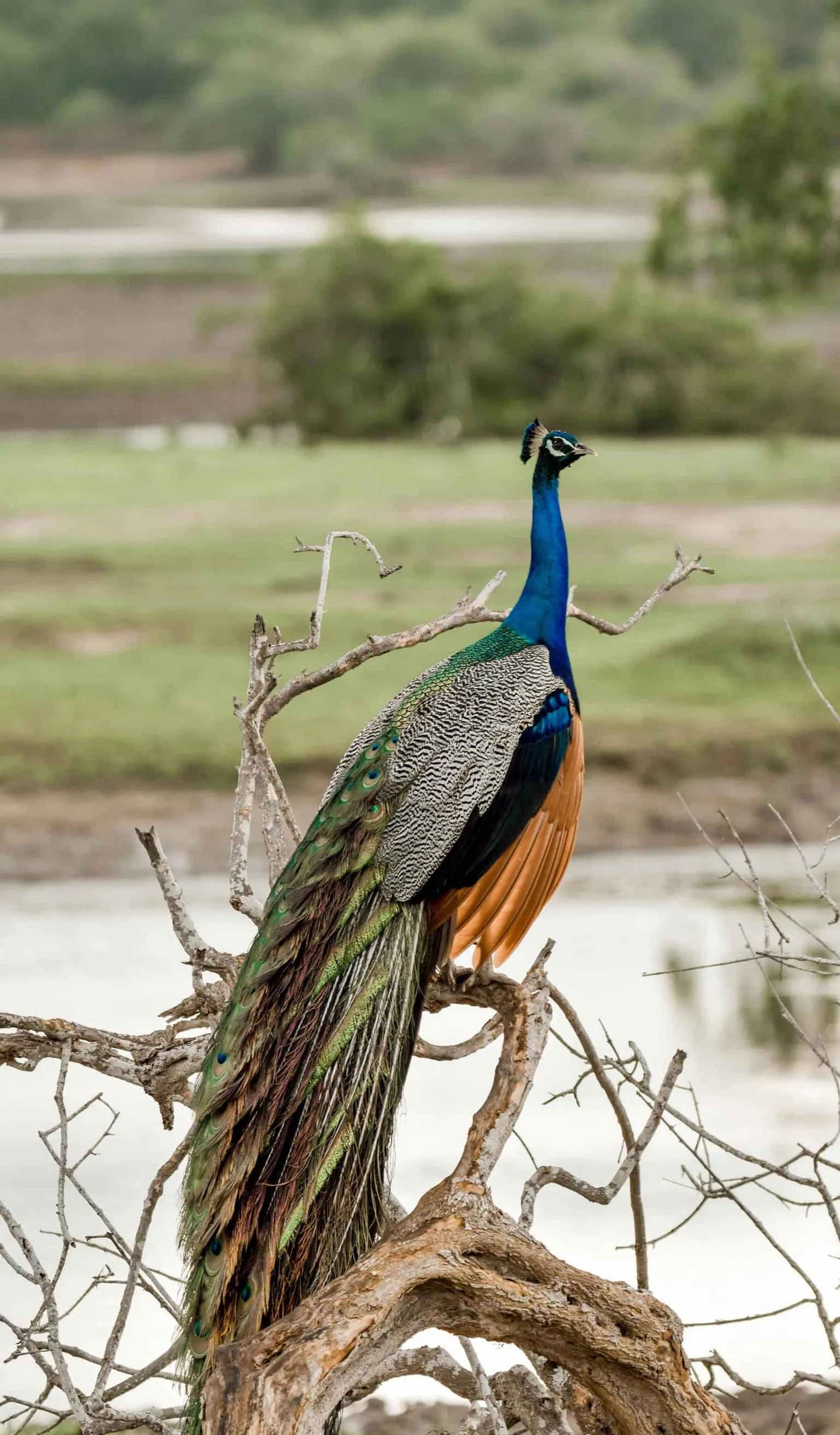 Peacock perched on a branch.